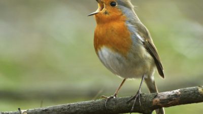 Xeno-canto: Más de 500.000 grabaciones de cantos de pájaros