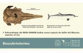 Científicos hallan nueva especie de delfín del Mioceno superior en Ica