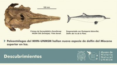 Científicos hallan nueva especie de delfín del Mioceno superior en Ica
