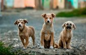 Día Internacional del Animal sin Hogar