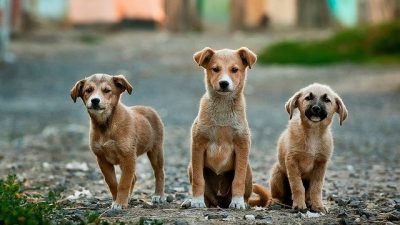 Día Internacional del Animal sin Hogar