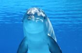 Estos delfines robot están preparados para nadar en nuevos acuarios en China