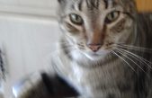 Los gatos reconocen el nombre y la cara de otros gatos, dice estudio