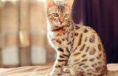 Gato bengalí, así es el minileopardo doméstico