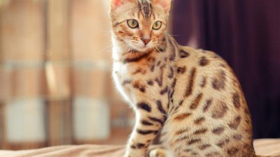 Gato bengalí, así es el minileopardo doméstico