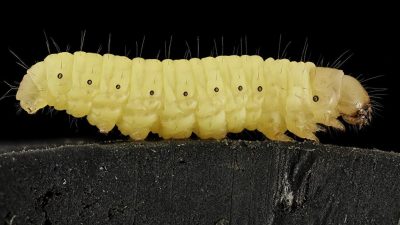 ¿Podría el gusano de la cera acabar con el problema de los plásticos?
