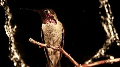 Así puede un colibrí atravesar una catarata de agua