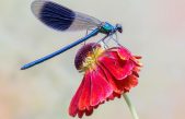 Las libélulas más bonitas del mundo