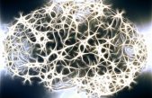 Un árbol de neuronas regula nuestros recuerdos