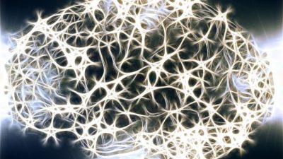 Un árbol de neuronas regula nuestros recuerdos