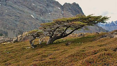 Seis mil años de historia de la Patagonia Austral a través del genoma de veinte esqueletos antiguos
