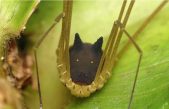 No es una araña ni un perro, aunque lo parezca: es un murgaño