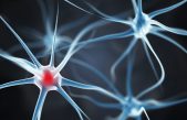 Crean neuronas que pueden integrarse en tejido cerebral humano