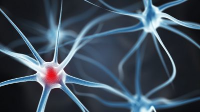 Crean neuronas que pueden integrarse en tejido cerebral humano