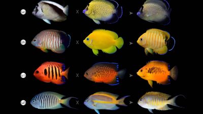 Por qué algunos peces tropicales se están volviendo más coloridos
