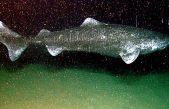 Este es el vertebrado vivo más viejo que se conoce: es un tiburón que lleva casi cuatro siglos nadando