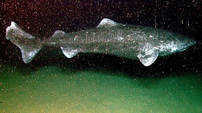Este es el vertebrado vivo más viejo que se conoce: es un tiburón que lleva casi cuatro siglos nadando