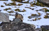 Las marmotas se comunican mediante dialectos