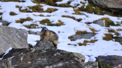 Las marmotas se comunican mediante dialectos
