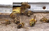 Se destruyen células cancerosas de mama en laboratorio gracias al veneno de la abeja