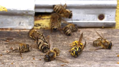 Se destruyen células cancerosas de mama en laboratorio gracias al veneno de la abeja