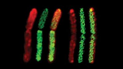 Dos bacterias de especies distintas se fusionan formando un solo individuo