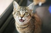 Los impresionantes sistemas de comunicación del gato