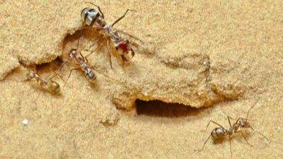 Hormigas del Sáhara: los animales con un podómetro interno