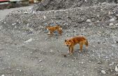 Los extraños perros cantores reaparecen en la naturaleza 50 años después