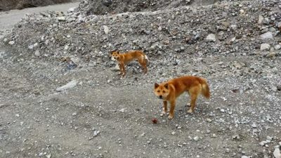 Los extraños perros cantores reaparecen en la naturaleza 50 años después