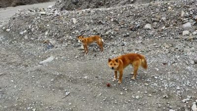 Los extraños perros cantores reaparecen en la naturaleza 50 años después