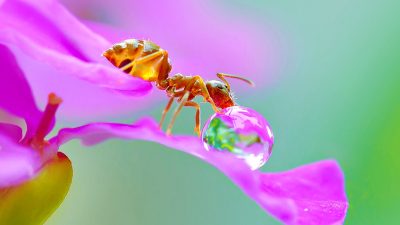 Hormiga reina: descubriendo a uno de los insectos más inteligentes del planeta