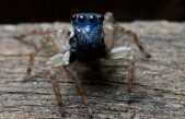 Descubren una nueva especie de araña saltadora azul diminuta