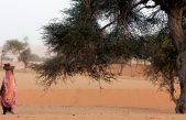 Científicos contaron uno por uno los árboles de los desiertos de Sahara y Sahel y el resultado fue sorprendente