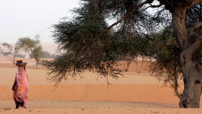 Científicos contaron uno por uno los árboles de los desiertos de Sahara y Sahel y el resultado fue sorprendente