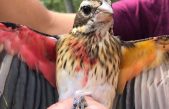 Encuentran un pájaro mitad macho mitad hembra