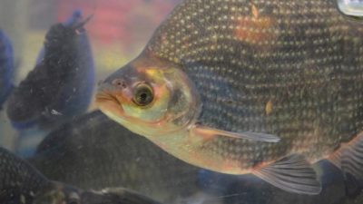 Elaboran cosméticos naturales a partir de colágeno de piel de tilapia