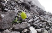 Esta flor ha evolucionado para evitar a los seres humanos (estudio)