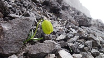 Esta flor ha evolucionado para evitar a los seres humanos (estudio)