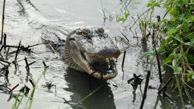 La cola del aligátor americano puede regenerarse como la de otros reptiles
