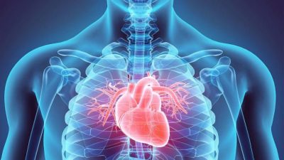 Descubren una molécula clave para combatir la hipertrofia cardíaca