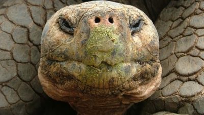 Las especies más asombrosas de las islas Galápagos