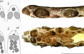 Presentan una nueva especie de gliptodonte con espinas en su cola