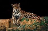 Día Mundial de la Conservación del Jaguar