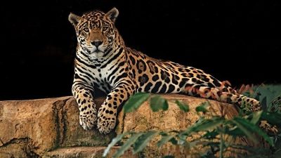 Día Mundial de la Conservación del Jaguar