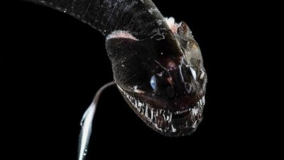 Estas 16 especies de peces ‘ultra-negros’ se descubrieron este año y absorben el 99,9% de la luz
