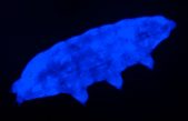 Una nueva especie de tardígrado utiliza un “escudo” fluorescente para sobrevivir a la radiación ultravioleta letal