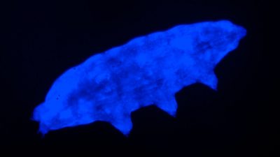 Una nueva especie de tardígrado utiliza un “escudo” fluorescente para sobrevivir a la radiación ultravioleta letal