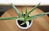 Cuáles son los beneficios del aloe vera