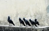 Estas pruebas muestran la gran inteligencia de los cuervos
